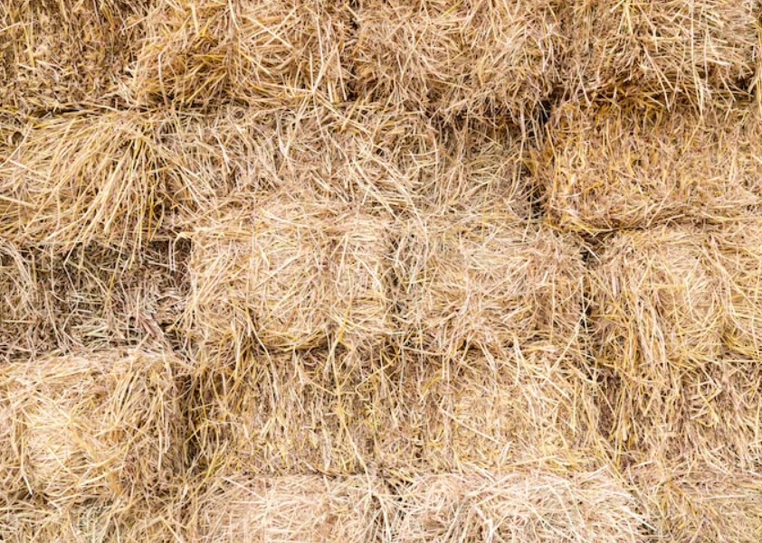 Paddy Straw